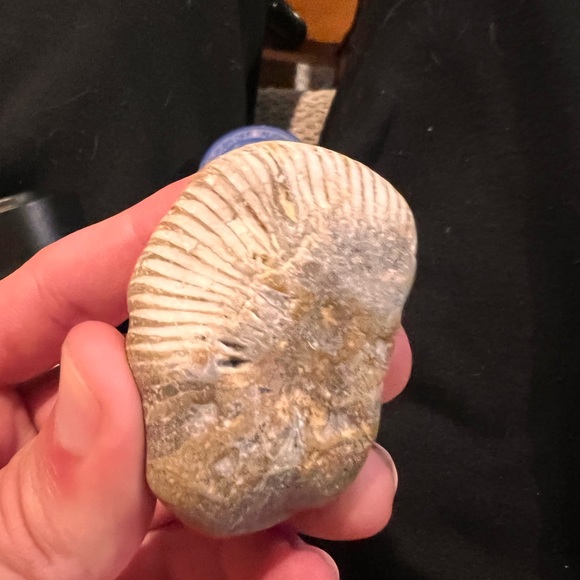 Ammonite Fossil (Authentic) - Picture 2 of 4